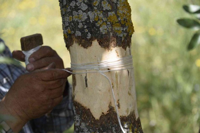 Yunusemre’de 2022 Yılı Aşılama Çalışmaları Başladı