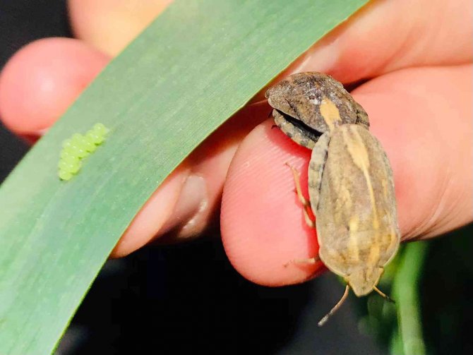 Balıkesir’de Hububatta Biyolojik Süne Mücadelesi Başladı