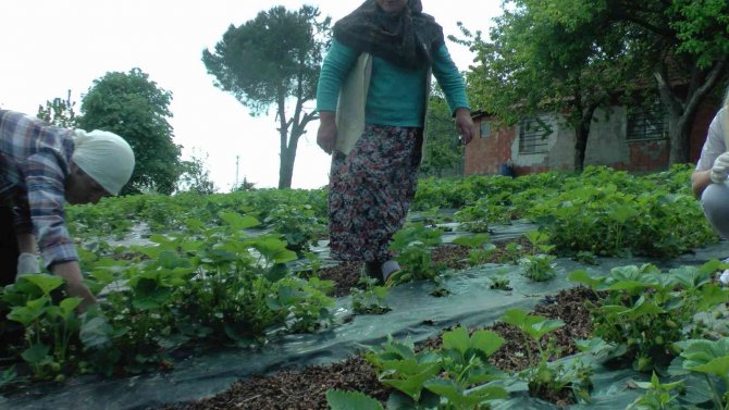 Tarlaya Gittiğinde Merak Saldı, Kozmetik Toptancılığını Bırakıp Tarıma Yöneldi