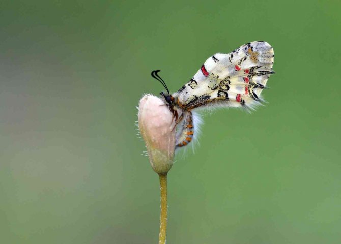 Van Gölü Havzası’nın Kelebekleri Uçmaya Başladı