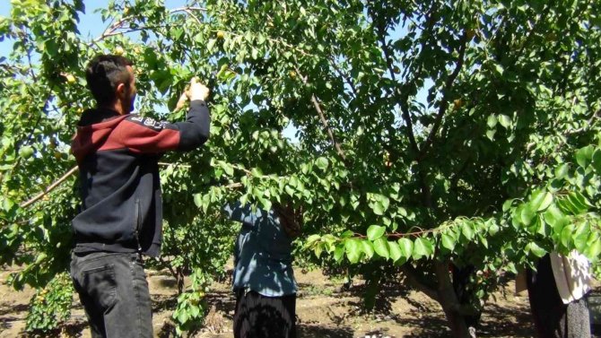 Çukurova’da Kayısı Hasadı