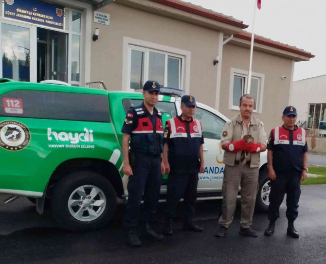Yaralı Halde Bulunan Sincap Ve Şahin Tedavi Altına Alındı