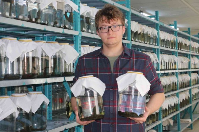 Tıbbi Sülük Talebine Yetişemiyorlar, Milyonlarca Üretilip Dünyaya Satılıyor