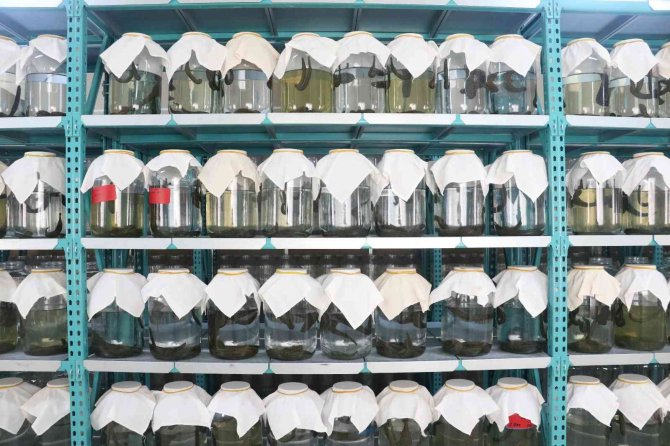 Tıbbi Sülük Talebine Yetişemiyorlar, Milyonlarca Üretilip Dünyaya Satılıyor