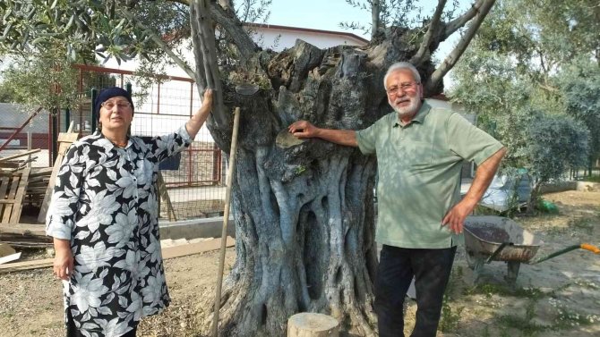 Balıkesirli Gurbetçi 1300 Yıllık Zeytin Ağacı İle Dertleşiyor