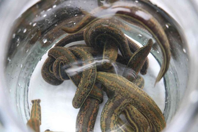 Tıbbi Sülük Talebine Yetişemiyorlar, Milyonlarca Üretilip Dünyaya Satılıyor