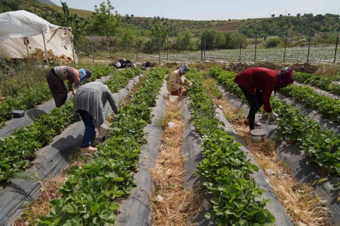 Savaş Halinde Olan Rusya Ve Ukrayna’ya Sason Çileği