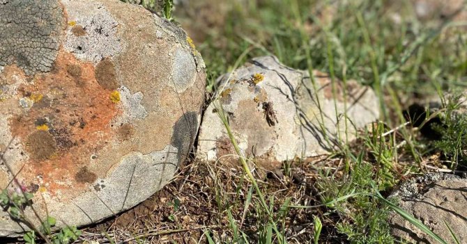 Kilis’te Çekirge İstilası