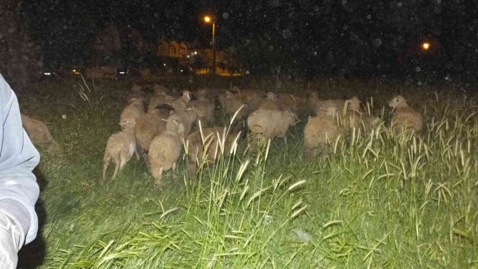 Burhaniye’ De Koyunlarda Gece Güdümü Başladı