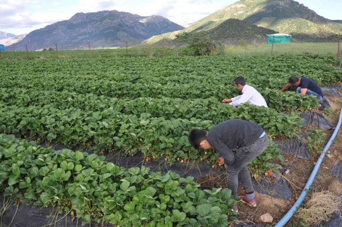 Savaş Halinde Olan Rusya Ve Ukrayna’ya Sason Çileği