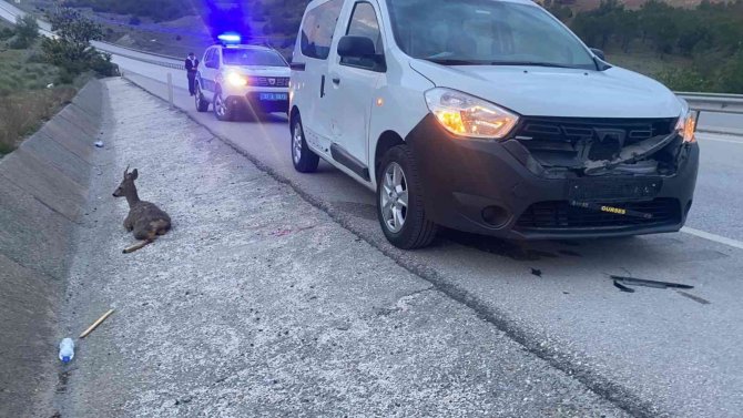 Hafif Ticari Aracın Çarptığı Karacanın Yardımına Trafik Polisleri Yetişti