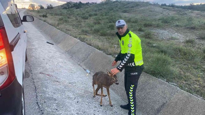 Hafif Ticari Aracın Çarptığı Karacanın Yardımına Trafik Polisleri Yetişti