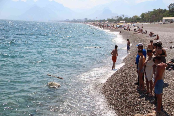 Antalya’da Dünyaca Ünlü Sahile Ölü Caretta Caretta Vurdu