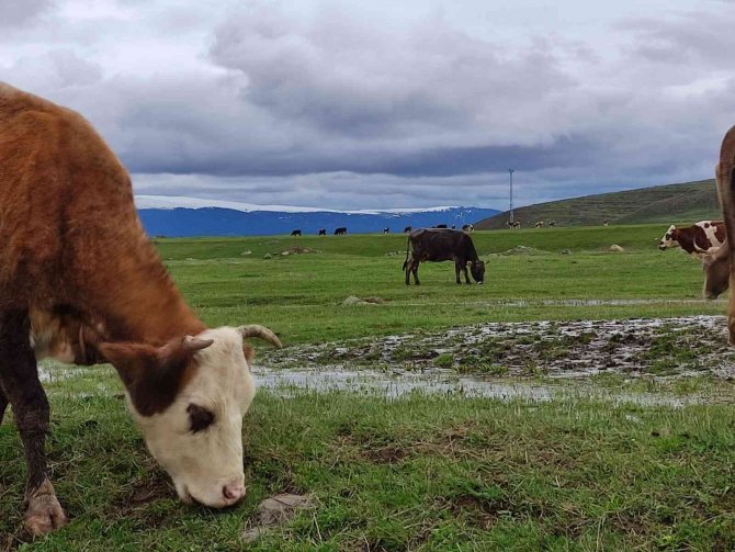 Ardahanlı Besiciler, Çetin Kış Sonrası Meraya İndi
