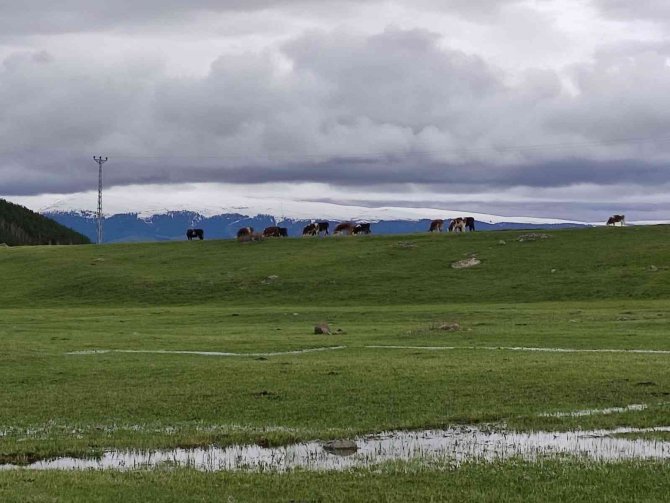 Ardahanlı Besiciler, Çetin Kış Sonrası Meraya İndi