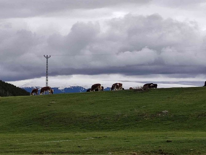 Ardahanlı Besiciler, Çetin Kış Sonrası Meraya İndi