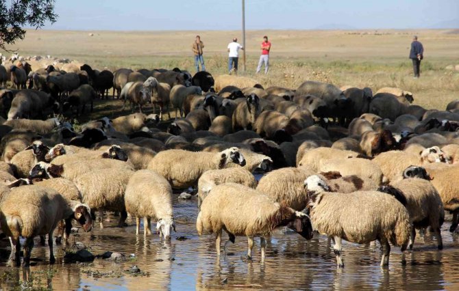 Besicilerin "Mera" Hasreti Sona Erdi