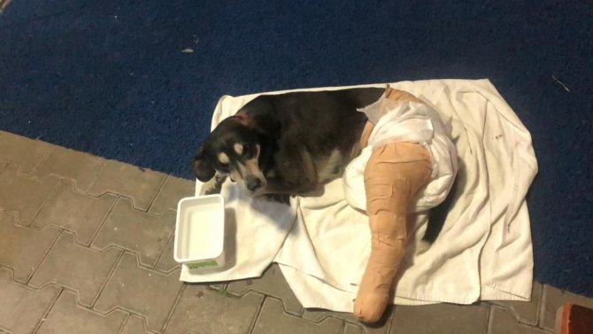 Dikkatsiz Sürücü Köpeği Ezdi, Yoluna Devam Etti