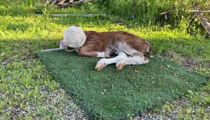 Elazığ’da Yeni Doğan Buzağı Şoke Etti