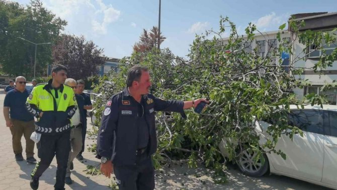 İ̇ncir Ağacı Araçların Ve Vatandaşların Üzerine Devrildi: 1 Yaralı