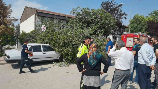 İ̇ncir Ağacı Araçların Ve Vatandaşların Üzerine Devrildi: 1 Yaralı