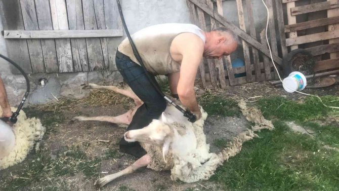 Çanakkale’de Günde 100 Koyun Kırkan 2 Bin Lira Kazanıyor