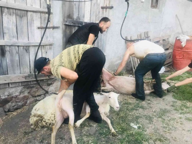 Çanakkale’de Günde 100 Koyun Kırkan 2 Bin Lira Kazanıyor