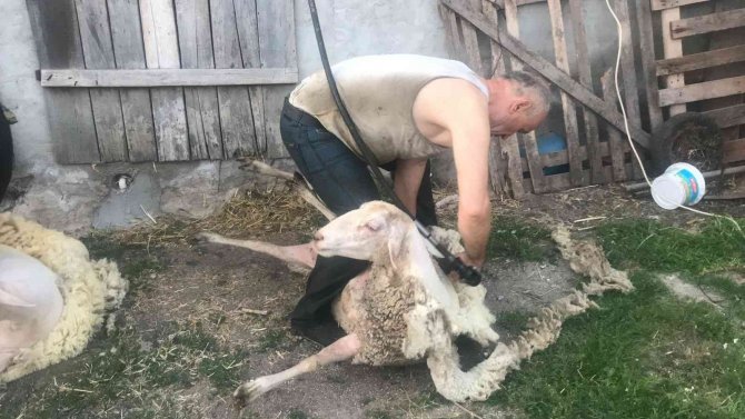 Çanakkale’de Günde 100 Koyun Kırkan 2 Bin Lira Kazanıyor