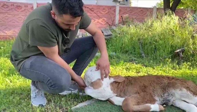 Elazığ’da Yeni Doğan Buzağı Şoke Etti