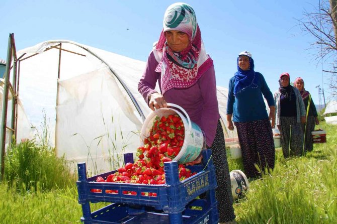 Elazığ’da Yılın İlk Örtü Altı Çilek Hasadı Başladı
