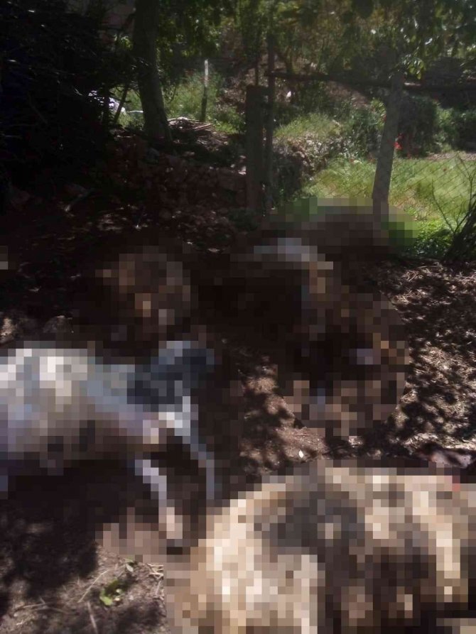 Siirt’te Aç Kalan Kurtlar Ahıra Dadandı