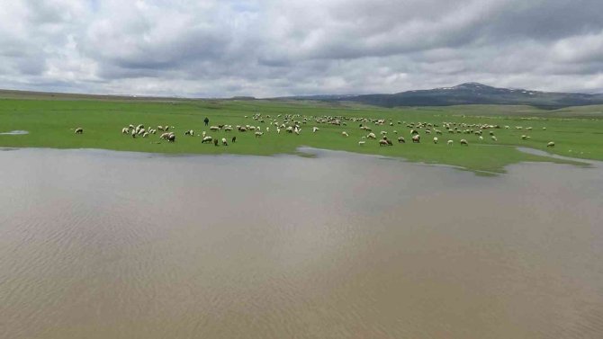 Kars’ta Hayvanlar Meralara Salındı