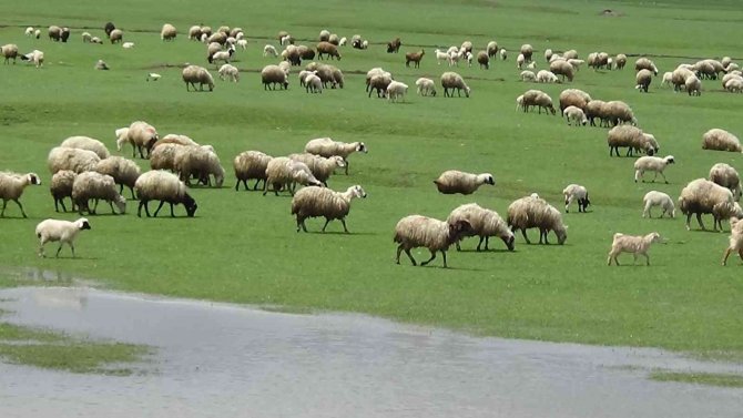 Kars’ta Hayvanlar Meralara Salındı