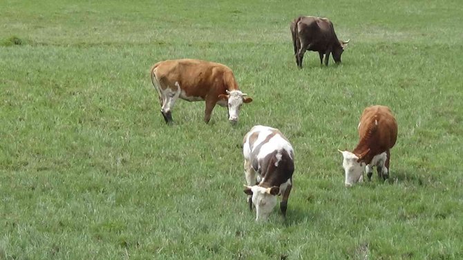 Kars’ta Hayvanlar Meralara Salındı