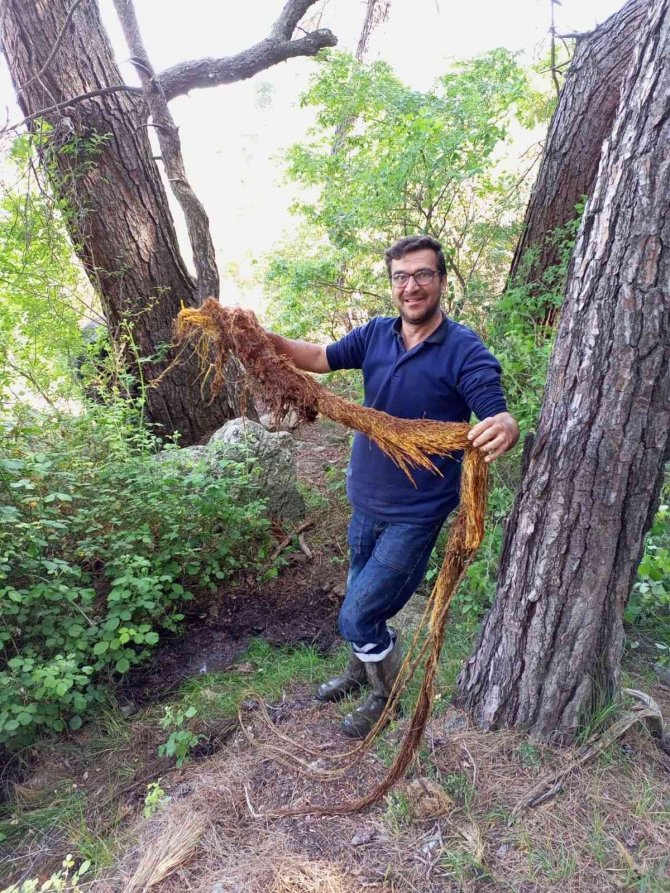 İ̇çme Suyu Hattından 5 Metrelik Ağaç Kökü Çıktı