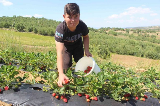 Manisa’da Çilek Bereketi