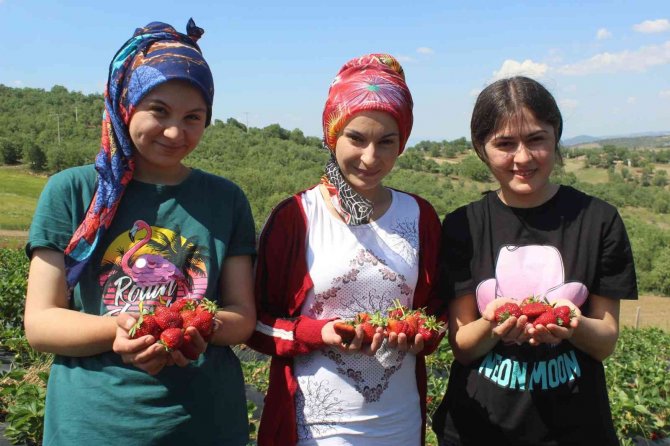Manisa’da Çilek Bereketi