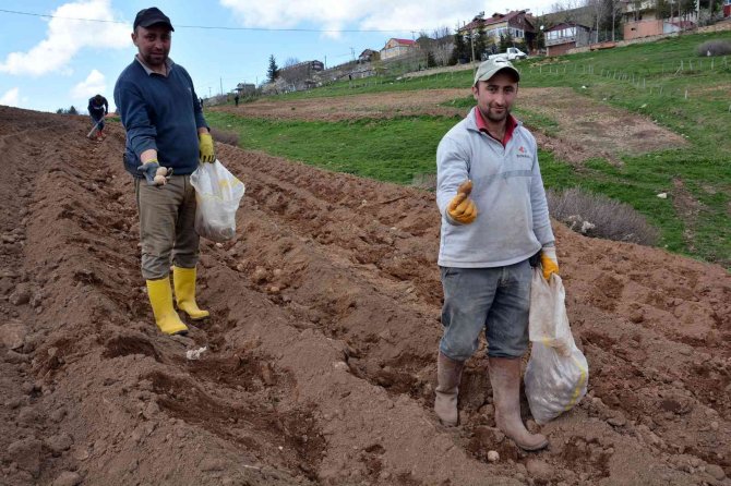 2 Bin Rakımlı Yaylada Patatesler Toprakla Buluştu