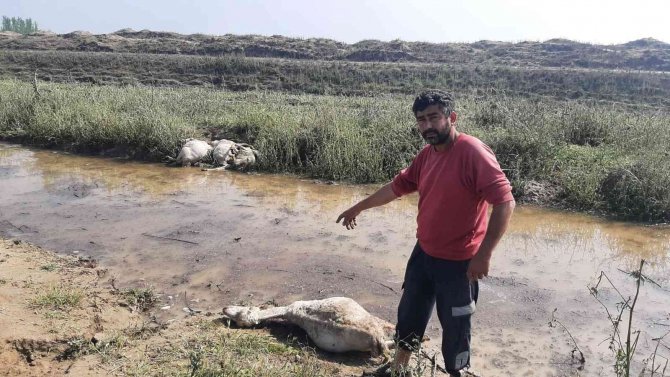 Ceviz Büyüklüğündeki Dolu, Koyunları Telef Etti