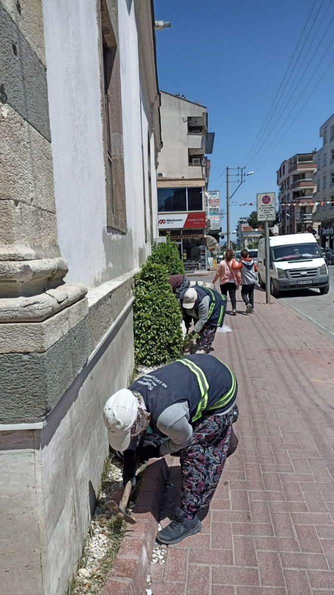 Burhaniye’de Yabani Otlar Temizleniyor