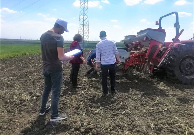 Saray’da Ayçiçek Çeşit Denemesi Yapıldı