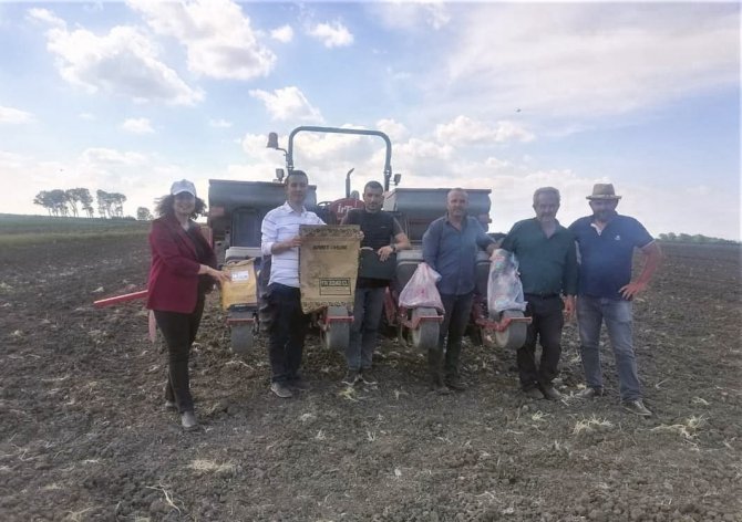 Saray’da Ayçiçek Çeşit Denemesi Yapıldı