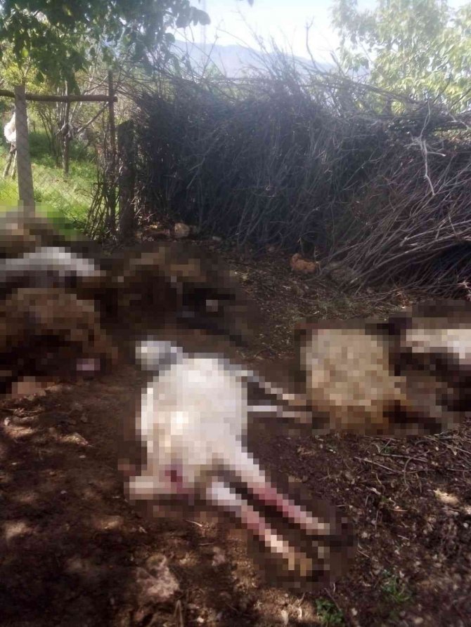 Siirt’te Aç Kalan Kurtlar Ahıra Dadandı
