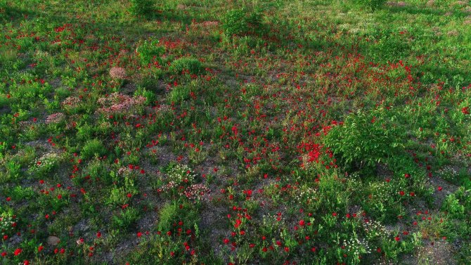 Şırnak’ta Tarlalar Kırmızıya Boyandı, Fotoğrafçılar İçin Doğal Stüdyo Oldu