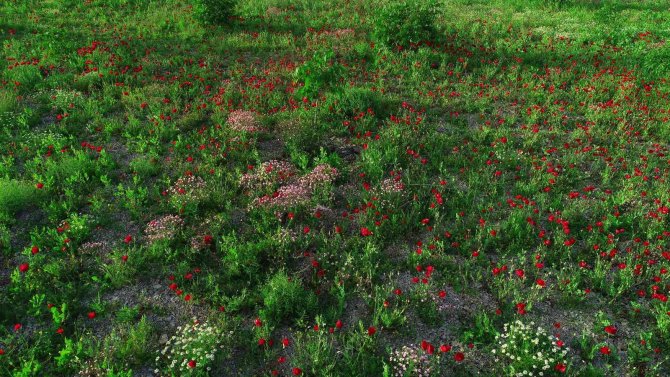 Şırnak’ta Tarlalar Kırmızıya Boyandı, Fotoğrafçılar İçin Doğal Stüdyo Oldu