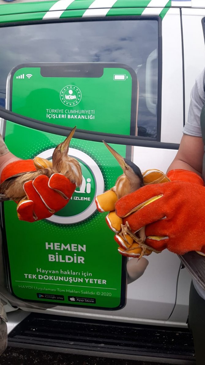 Yaralı Balaban Kuşlarına Jandarmadan Şefkat Eli