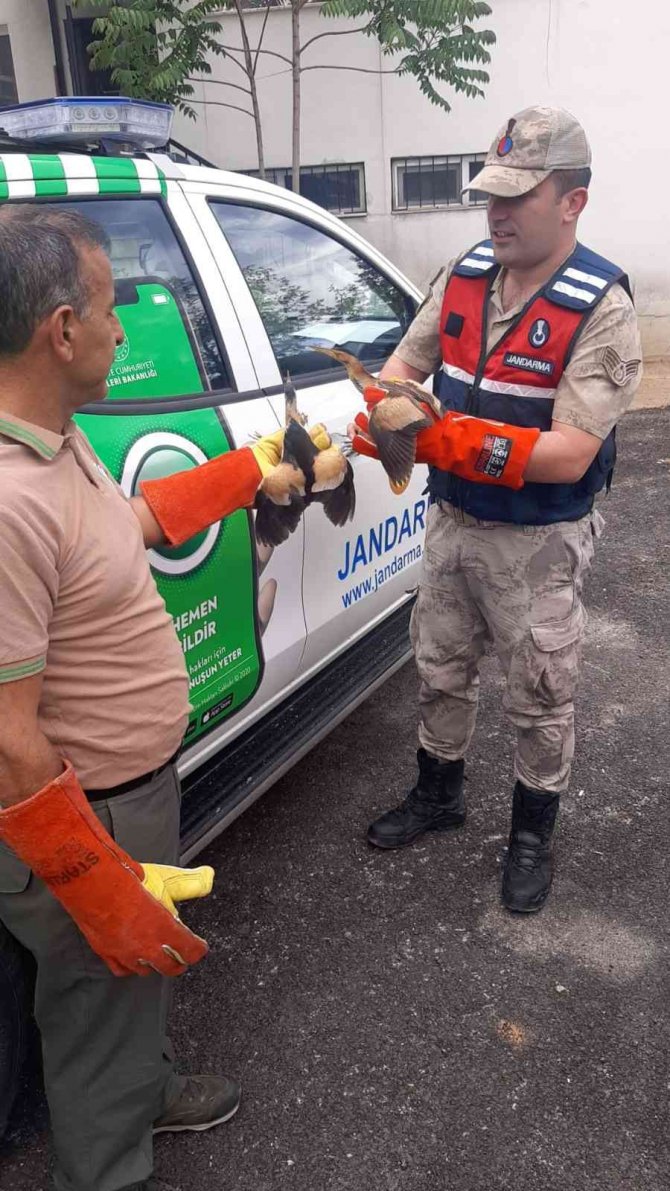 Yaralı Balaban Kuşlarına Jandarmadan Şefkat Eli