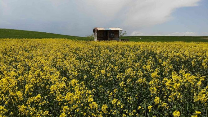 Biyodizel Ham Maddesi "Kanola" Çiftçinin Yeni Umudu Oldu