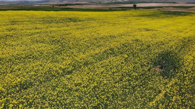 Biyodizel Ham Maddesi "Kanola" Çiftçinin Yeni Umudu Oldu
