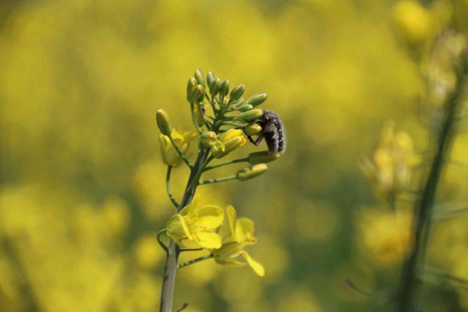 Biyodizel Ham Maddesi "Kanola" Çiftçinin Yeni Umudu Oldu